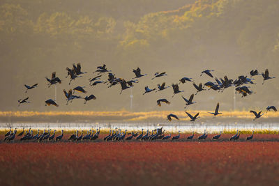 Flock of birds flying over beach against sky