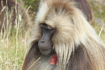 Close-up of monkey