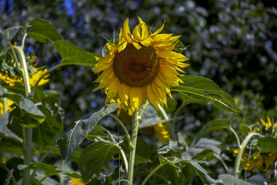 Close-up of yellow flowering plant