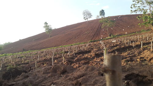 View of field against clear sky