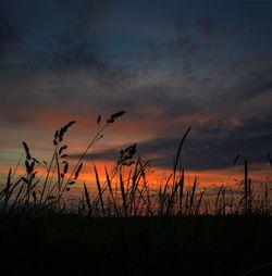 Silhouette of trees on field at sunset