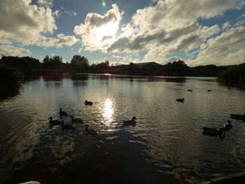 Swans swimming in lake against sky during sunset