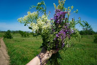 Low angle view of flowering plant on field