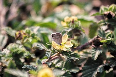 Close-up of butterfly on plant