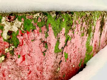 Close-up of fresh green wall