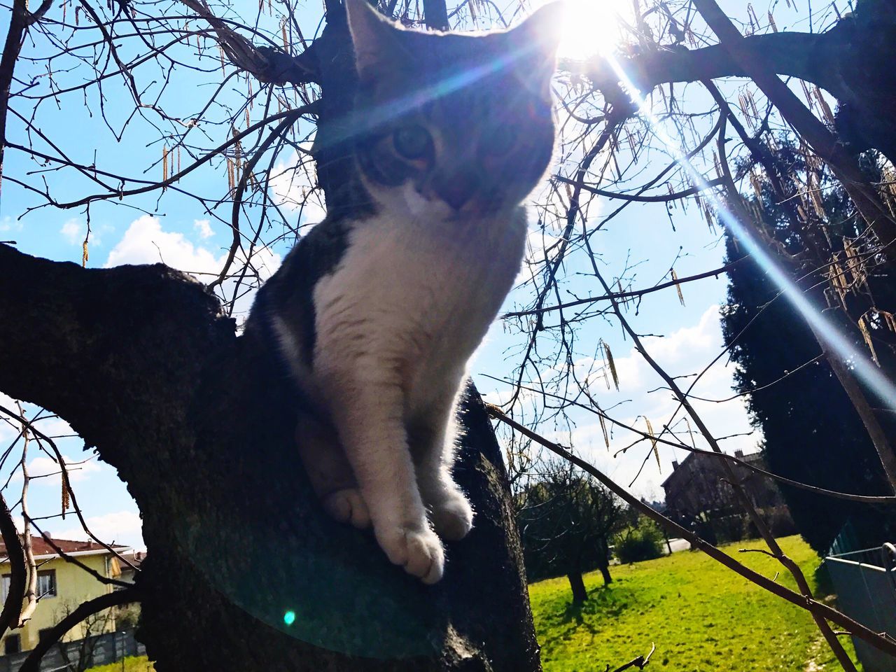 tree, low angle view, sunlight, animal themes, sky, mammal, domestic animals, one animal, outdoors, nature, bare tree, pets, growth, branch, sun, no people, day