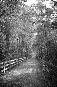 Bare trees in forest