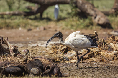 View of birds on field