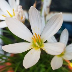 Close-up of white day lily blooming outdoors