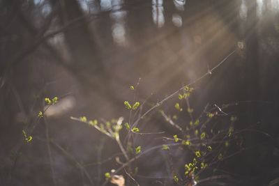 Plants growing in sunlight