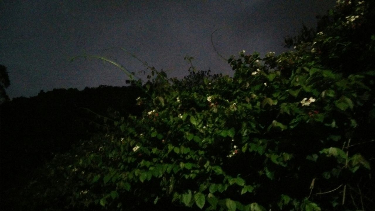 growth, night, plant, nature, beauty in nature, tranquility, tree, tranquil scene, sky, leaf, scenics, silhouette, outdoors, dark, green color, no people, low angle view, dusk, field, copy space