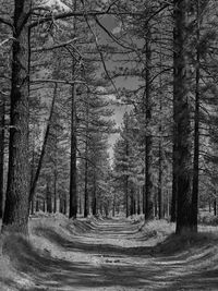 Dirt road amidst trees in forest