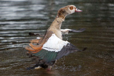 An egyptian goose flaps its wings like a flamenco dancer