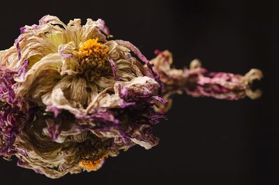 Close-up of flower over black background