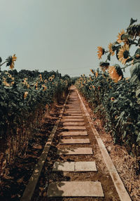 Footpath amidst trees against clear sky