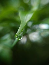 Close-up of water drops on plant