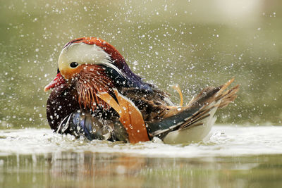 Water splashing in lake