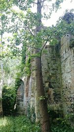 Ivy growing on a wall