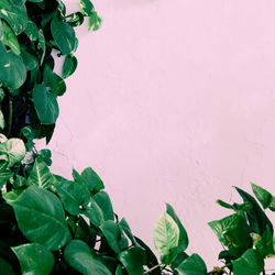 Close-up of pink leaves against wall