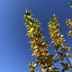 Low angle view of tree against clear blue sky