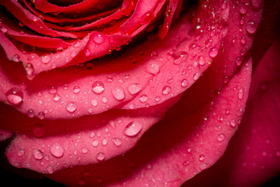 Close-up of wet pink rose