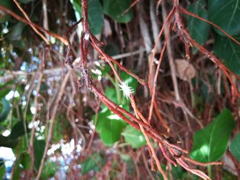 Close-up of plant growing outdoors