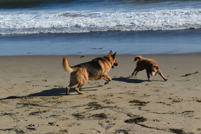 Dogs running at beach