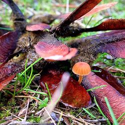 Close-up of fungus growing on tree trunk