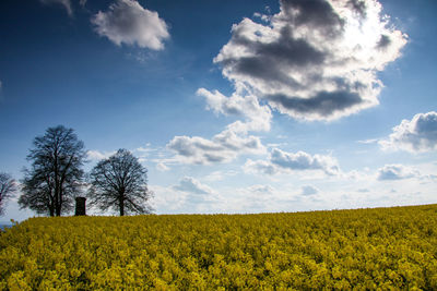 Scenic view of field against sky