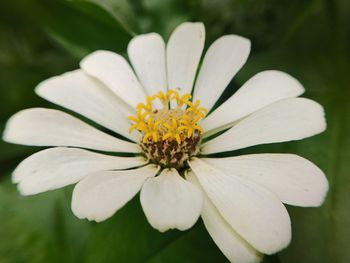 Close-up of white flower