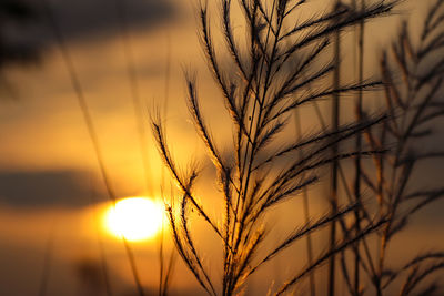 Close-up of stalks against sunset