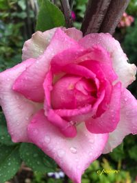 Close-up of wet pink rose blooming outdoors