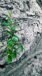 Close-up of plants