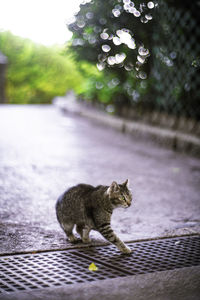 Cat sitting on retaining wall