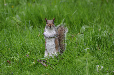 Grey squirrel on grass