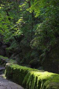 Scenic view of trees