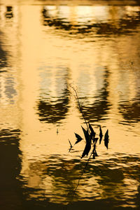 Silhouette ducks swimming in lake