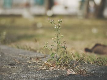 Close-up of flowering plant on land