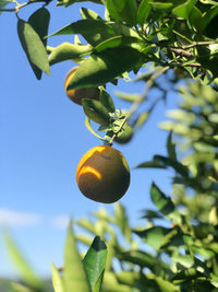 Low angle view of fruits on tree