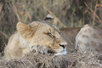 Close-up of lioness sleeping in forest