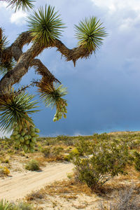 Giant seed pods hang from a joshua tree against a stormy sky