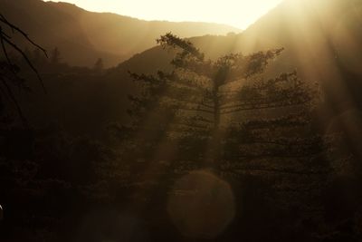 Trees in forest against sky during sunset