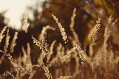 Close-up of stalks in field