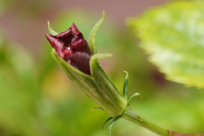 Close-up of red rose flower bud