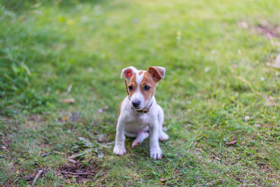 Portrait of dog sitting on field