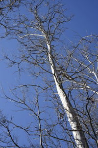 Low angle view of bare trees against blue sky