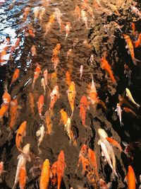 High angle view of koi carps swimming in lake