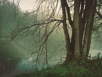 Bare tree in forest