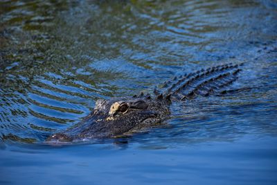 View of turtle swimming in lake