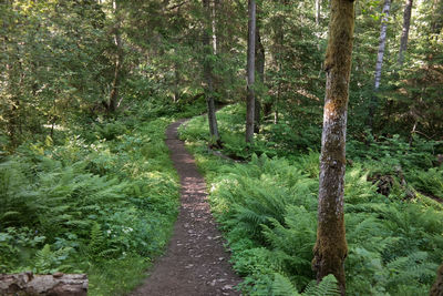 Footpath amidst trees in forest